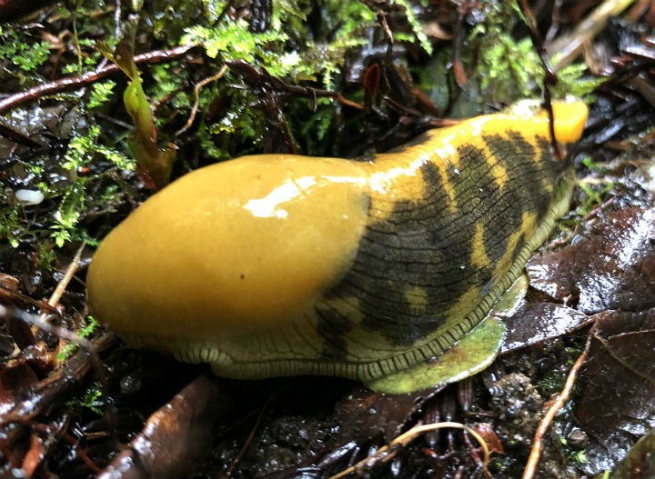 Banana Slug